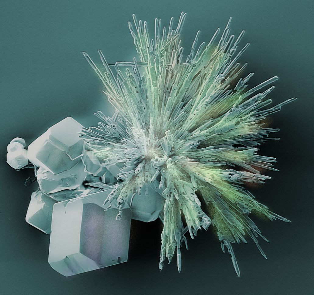 Microscopy image of branching calcite and aragonite crystals