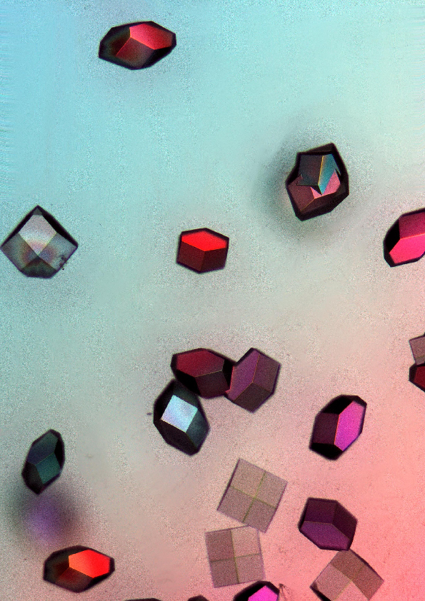 Colourful lysozyme crystals viewed under a microscope